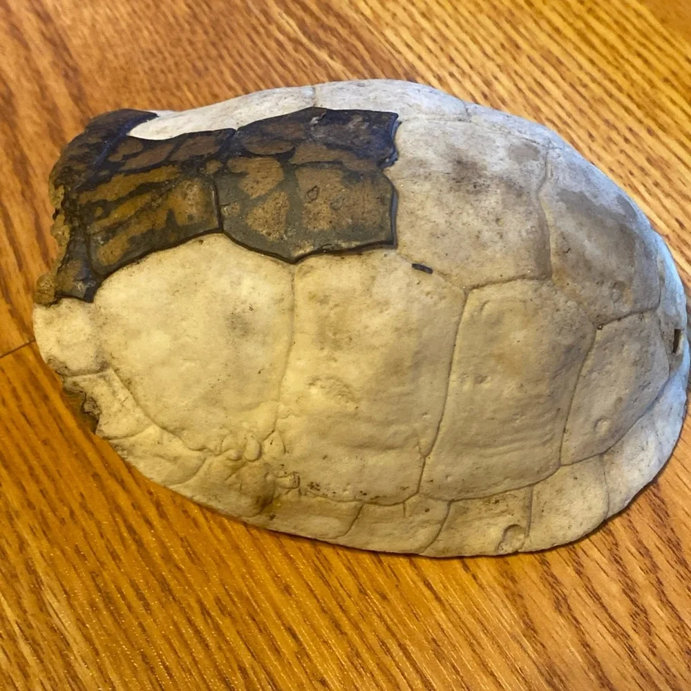 Real Eastern Box Turtle Shell. Bone Taxidermy Oddity Science Crafts. Appalachia